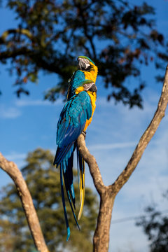 The blue-and-yellow, also known as the blue-and-gold macaw, is a large South American parrot with blue top parts and yellow under parts. It is a member of the large group of neotropical parrots.
