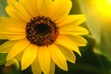 Selective and Soft focus. Sunflowers field with lighting flare effect.