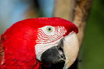 The green-winged macaw, also known as the red-and-green , is a large, mostly-red bird of the Ara genus. This is the largest of the genus, widespread in the forests and woodlands of South America.