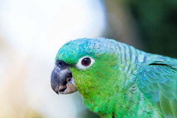 The blue-fronted amazon, also called the turquoise-fronted amazon and blue-fronted parrot, is a South American species of amazon and one of the most common parrots kept in captivity as a pet.