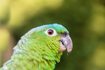 The blue-fronted amazon, also called the turquoise-fronted amazon and blue-fronted parrot, is a South American species of amazon and one of the most common parrots kept in captivity as a pet.