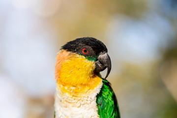 The caiques are species of parrots in the genus Pionites. They are relatively small parrots and stocky, with a short, square tail and very bright colors. 