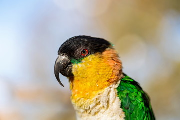 The caiques are species of parrots in the genus Pionites. They are relatively small parrots and stocky, with a short, square tail and very bright colors. 