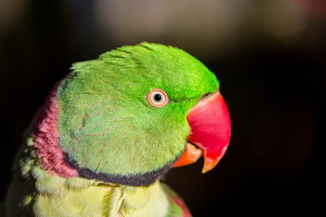The Alexandrine parakeet or Alexandrian parrot. It is named after Alexander the Great, who exported numerous specimens of this bird from Punjab into various European and Mediterranean countries.