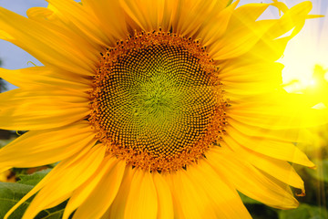 Obraz premium Selective and Soft focus. Sunflowers field with lighting flare effect.