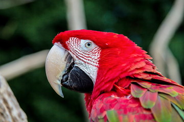 The green-winged macaw, also known as the red-and-green , is a large, mostly-red bird of the Ara genus. This is the largest of the genus, widespread in the forests and woodlands of South America.