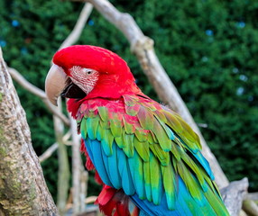The green-winged macaw, also known as the red-and-green , is a large, mostly-red bird of the Ara genus. This is the largest of the genus, widespread in the forests and woodlands of South America.