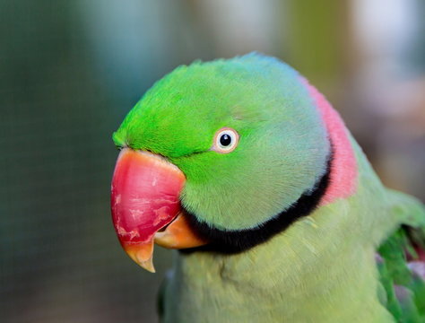 Fototapeta The Alexandrine parakeet or Alexandrian parrot. It is named after Alexander the Great, who exported numerous specimens of this bird from Punjab into various European and Mediterranean countries.