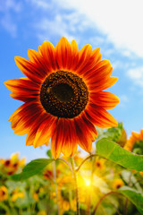 Selective and Soft focus. Red Sunflowers field with Sun rise flare effect.