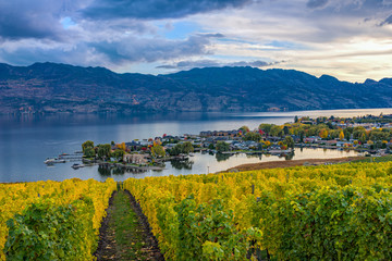 Vineyard Overlooking Okanagan Lake Kelowna BC Canada