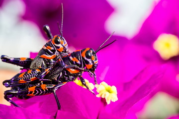 The bicolor , also known as the rainbow , painted , or the barber pole grasshopper, is a species of insect. It is native to North America and northern Mexico.