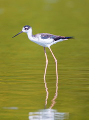 The black-necked stilt is a locally abundant shorebird of American wetlands and coastlines. It is found from the coastal areas of California through much of the interior western United States.