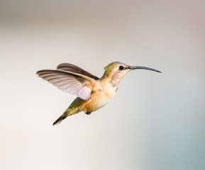 Lucifer hummingbird female. The tiny, vividly purple-throated Lucifer Hummingbird is mainly a species of northern Mexico and central Mexico. 