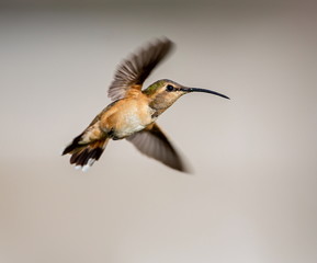 Lucifer hummingbird female. The tiny, vividly purple-throated Lucifer Hummingbird is mainly a species of northern Mexico and central Mexico. 