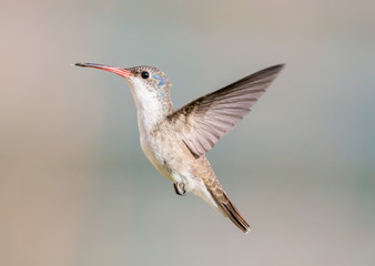 Violet Crowned Hummingbird. Using different backgrounds the bird becomes more interesting and blends with the colors. These birds are native to Mexico and brighten up most gardens where flowers bloom.