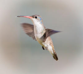Violet Crowned Hummingbird. Using different backgrounds the bird becomes more interesting and blends with the colors. These birds are native to Mexico and brighten up most gardens where flowers bloom.