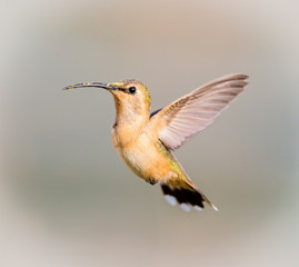 Lucifer hummingbird female. The tiny, vividly purple-throated Lucifer Hummingbird is mainly a species of northern Mexico and central Mexico. 