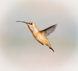 Lucifer hummingbird female. The tiny, vividly purple-throated Lucifer Hummingbird is mainly a species of northern Mexico and central Mexico. 
