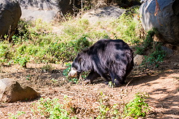 The sloth bear, also known as the labiated bear, is a nocturnal insectivorous species native to the...