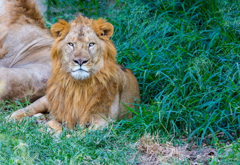 Asiatic Lion in a national park in India. These national treasures are now being protected, but due to urban growth they will never be able to roam India as they used to. 