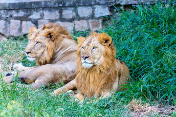 Asiatic Lion in a national park in India. These national treasures are now being protected, but due to urban growth they will never be able to roam India as they used to. 