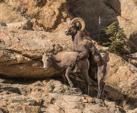 Lamb Under Construction - A bighorn ram mounts a ewe in estrous and begins the mating behavior. With luck a lamb will be born in 6 months. 