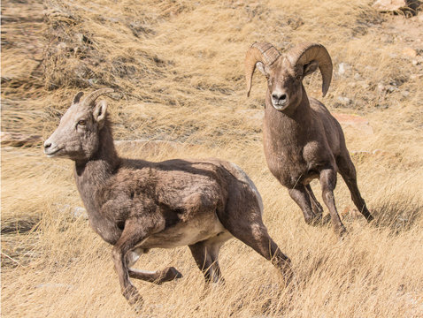 Chasing Ewe - A bighorn ram pursues a ewe in estrous and is ready to mate. The ewe will run, but not for long.