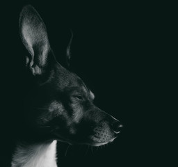 Basenji Mix B&W 1