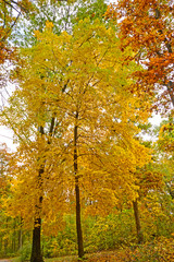 Yellow Tree in the Fall
