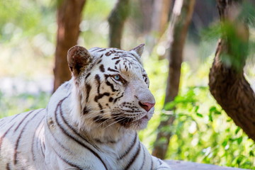 The white tiger is a pigmentation variant of the Bengal tiger, which is reported in the wild from time to time in the Indian states of Assam, West Bengal and Bihar in the Sunderbans region.