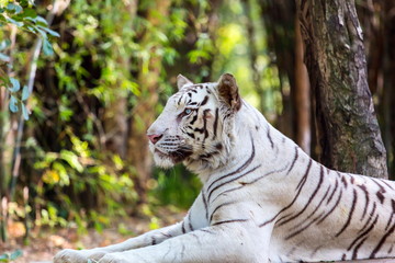 The white tiger is a pigmentation variant of the Bengal tiger, which is reported in the wild from time to time in the Indian states of Assam, West Bengal and Bihar in the Sunderbans region.