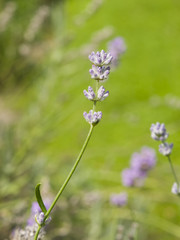 Lavender, Lavandula angustifolia, flowers on stem macro with bokeh background, selective focus, shallow DOF