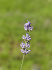 Obraz premium Lavender, Lavandula angustifolia, flowers on stem macro with bokeh background, selective focus, shallow DOF