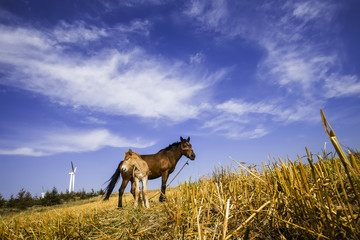 The horses in the grasslands of autumn