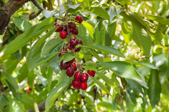 red cherries ripening on cherry tree