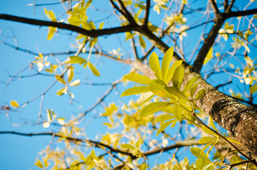 Nature autumn silhouette tree branch on sky abstract background.