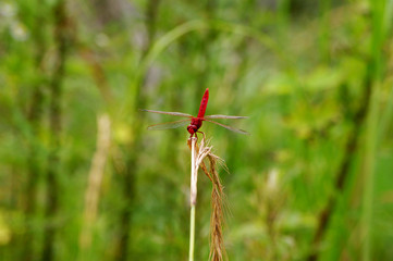 Red dragonfly
