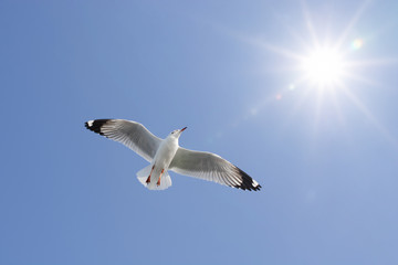 Seagull flying on clear blue sky and sun light