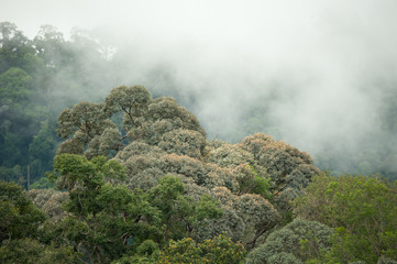 tropical rainforest in  Hala-Bala Wildlife Sanctuary of Thailand