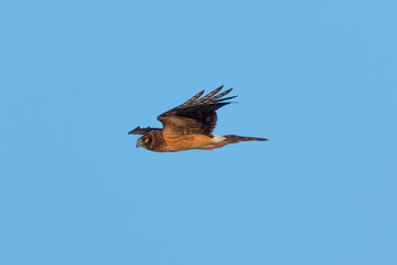 Hen harrier, seen in the wild near the San Francisco Bay