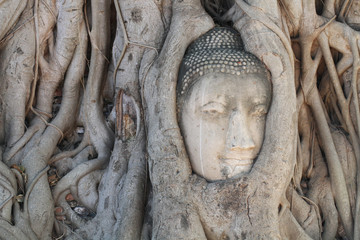 Buddha statue trapped in Tree roots at historical park, Thailand