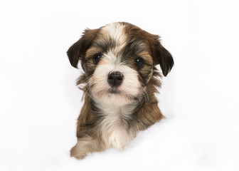 havanese puppy portrait in the studio winter snow