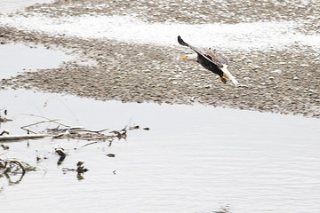 Wild American Bald Eagle in flight over the Skagit River in Wash
