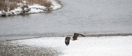 Wild American Bald Eagle in flight over the Skagit River in Wash