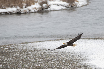 Wild American Bald Eagle in flight over the Skagit River in Wash