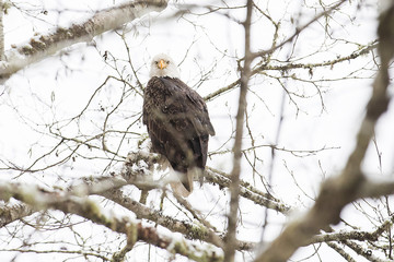 Wild American bald eagle sitting on a branch in the forest