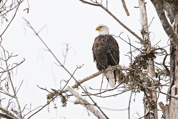 Wild American bald eagle sitting on a branch in the forest