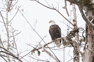 Wild American bald eagle sitting on a branch in the forest