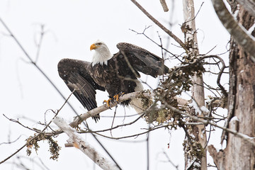 Wild American bald eagle sitting on a branch in the forest