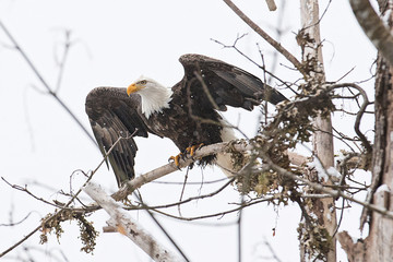 Wild American bald eagle sitting on a branch in the forest